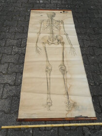 Staré školní obrazy - Zetor, Škoda, kostra... - 3