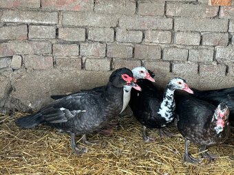 Bedřich - šedý kačer - 3