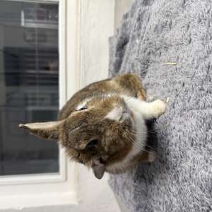 Muffinka, zakrslý králíček - 3