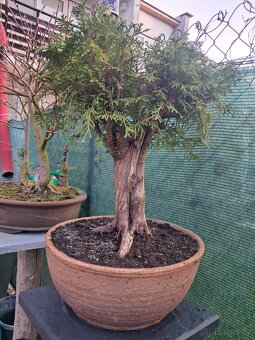 Bonsai Thuje - 3