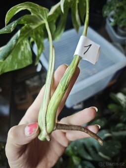 Monstera alba č.1 - 3
