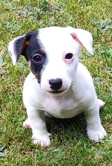 Jack, Russel terier, kouzelná štěňátka - 3