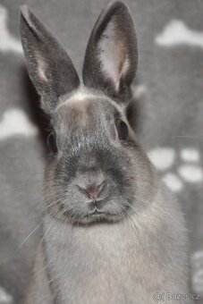 ZAKRSLÍ I VELCÍ KRÁLÍCI Dobříš - 3