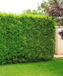 Kouzelný (zázračný) živý plot - Jilm sibiřský - 3