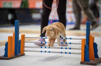 sportovní králík s pp - Assassin’s - 3