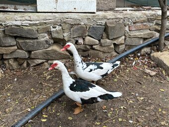 Kačer - Pižmovky - 3