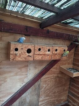 Andulka chovný pár - 3