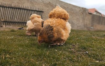 Brahmánka velká - 3