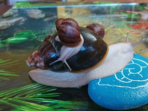 Africký šnek Archachatina ventricosa cream a light body - 3