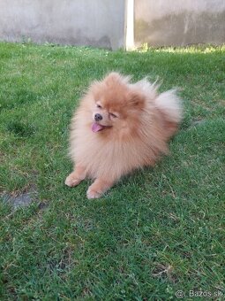 Pomeranian psik. - 3