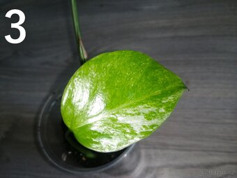 Monstera Deliciosa Albo variegata 2 - 3