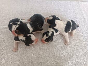 Bígl Bigel,Bigl,Beagle - 3