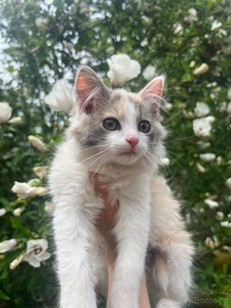 Mainská mývalí X Ragdoll - 3