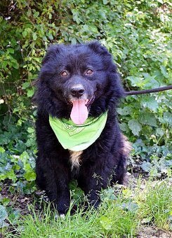 TICEAS K ADOPCI- 3 ROKY,TULÍCÍ ČERTÍK,HODNÝ,KLIDNÝ - 3