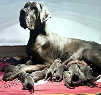 Německá doga modrá s PP - 3