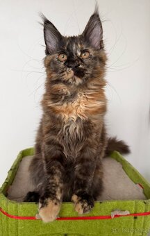 Mainská mývalí koťátka s PP - 3