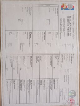 Německý krátkosrstý ohař - 3