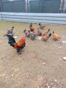 Zakrslá rousná NV - 3