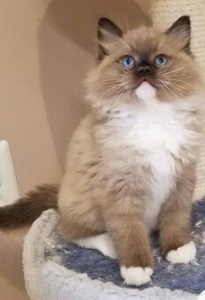 Ragdoll - 3