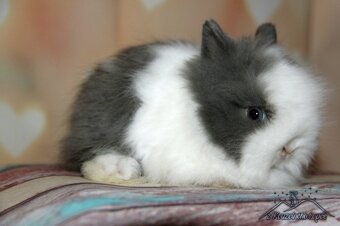 Zakrslí králíčci Teddy + Minilop -doprava po ČR možná - 3
