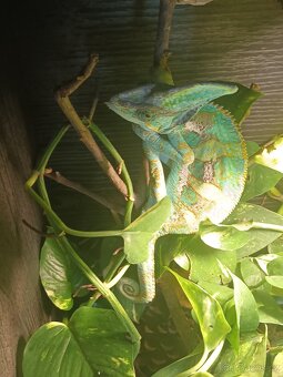 Chameleon - 3