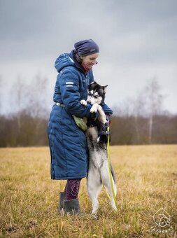 Kříženka sibiřského huskyho - 3