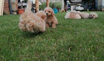 Predám šteniatka maltipoo. - 3