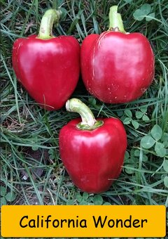 Sazenice paprika (sadba) – LZE POSLAT - 3