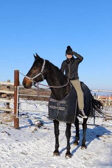 Valach KWPN - výborný učitel na prodej - 3