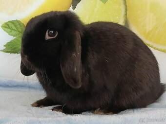 Volná samička - Anglický Zakrslý Beránek MiniLop🍑🧡🤍 - 3