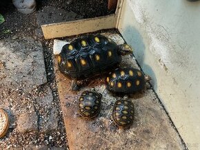 Želva uhlířská - mláďata - 3