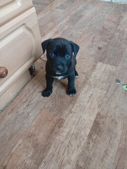 Stafordšírský bulteriér - 3