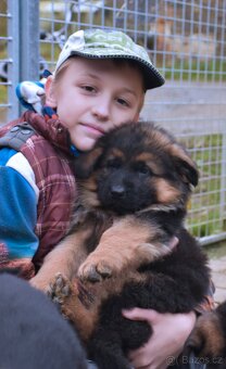 Německý Ovčák - štěňata - 3