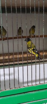 Čížek žlutý ( Spinus tristis ) - 3