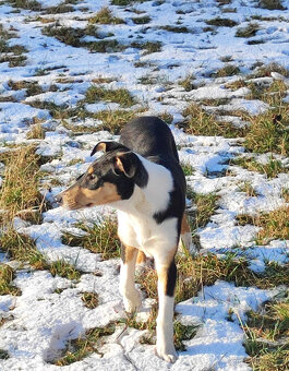 kólie krátkosrstá - 3