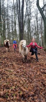 3 lety valach minihorse - 3