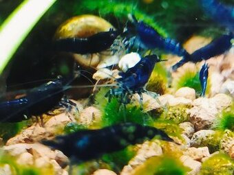 Krevetky neocaridina Blue dream - 3