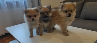 Špic pomeranian s pp štěňata - 3