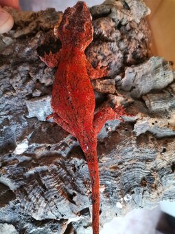 Rhacodactylus auriculatus - 3