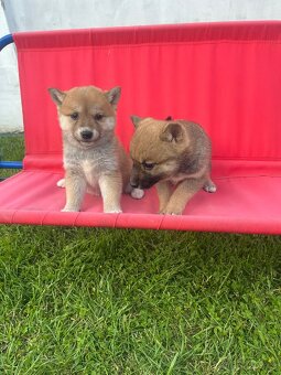 Shiba inu - 3