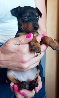 Trpasličí pinč Minidoberman - 3