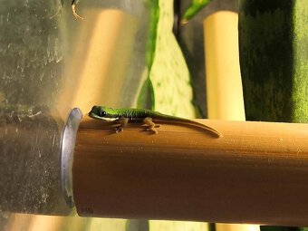 Phelsuma nigristriata - 3