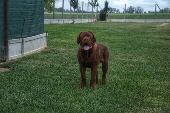 Dogue de Bordeaux, Bordeauxska doga, Bordo doga - 3