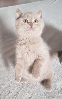 Krasna britská kratkosrstna koťata - 3