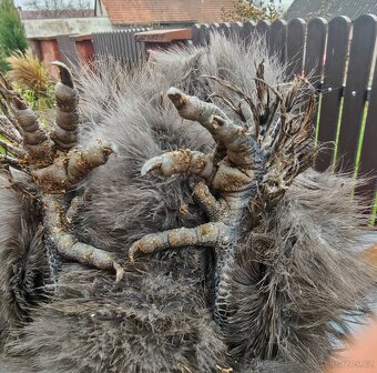 Hedvábnička zdrobnělá vousatá - 3