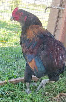kohout Araukana - 3