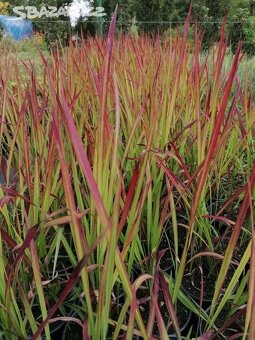 TRVALKY - mladé rostlinky - 3