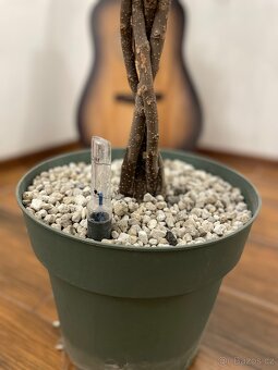 Ficus Mahori(Hydroponia) - 3