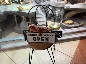 Samička agama vousatá k prodeji - 3