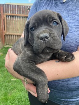 Štěňátko Cane Corso s PP - 3
